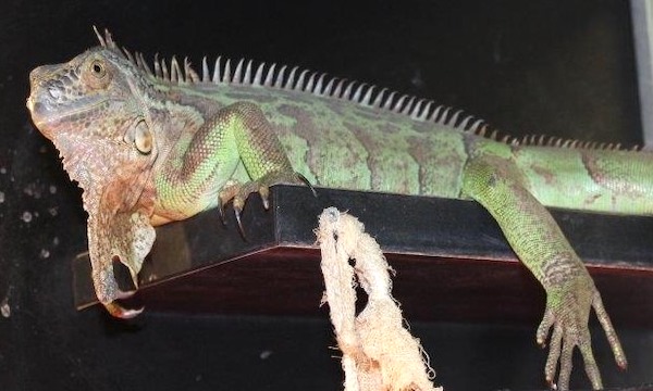 Iguana abbandonata cerca padrone: l’appello di Enpa Milano