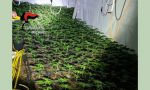 Ruba energia elettrica per coltivare quasi 2mila piante di marijuana: arrestato 20enne