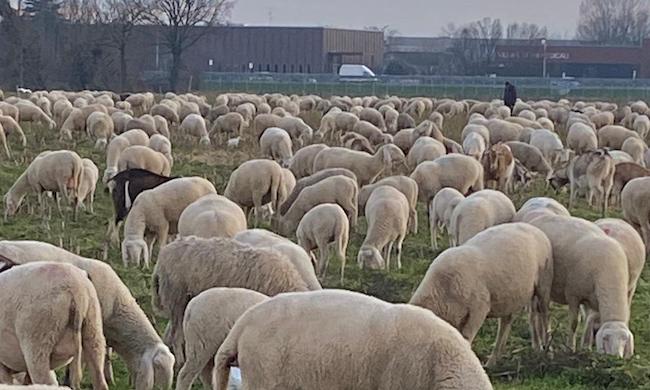 Lo spettacolo della transumanza tra le vie cittadine di Buccinasco VIDEO
