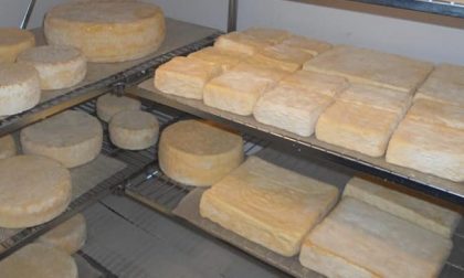 Attenzione alla formaggella bergamasca a rischio lysteria