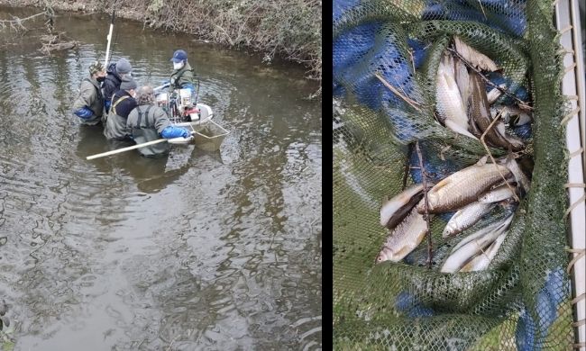 Verso l’asciutta dei Navigli: interventi a salvaguardia della fauna ittica