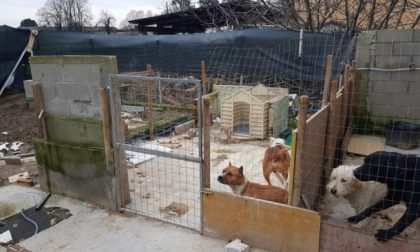 Le foto della casa degli orrori a un passo da Milano: animali costretti a vivere nelle proprie feci