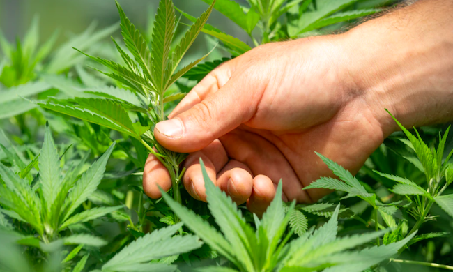 Tra gli italiani e la cannabis legale di Justmary è vero amore; saprà il nuovo governo Draghi intuirne i benefici?