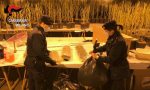 Serra artigianale con 950 piante di marijuana scoperta a Gaggiano