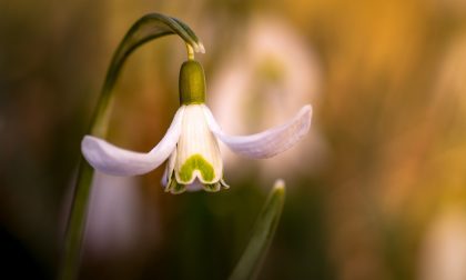 Assaggio di primavera: temperature fino a 18 gradi | Meteo Lombardia