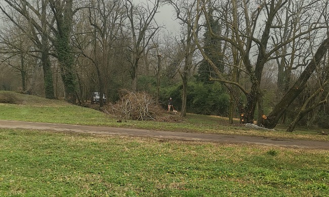 Taglia alberi al parco per rubare la legna: 60enne denunciato