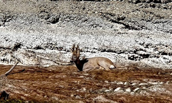 Capriolo resta intrappolato nel Naviglio a Trezzano: salvato dalla polizia metropolitana