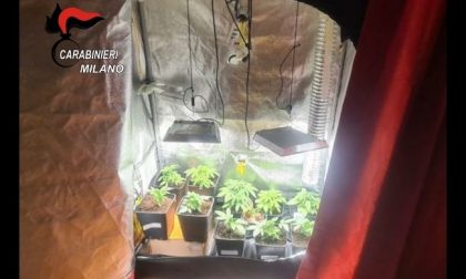 Coltivava piante di marijuana in casa: arrestato 18enne