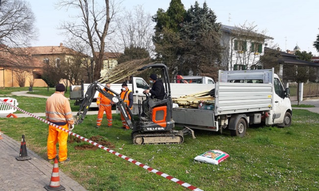 Cesano più verde: oltre 60 nuovi alberi piantati dal Comune