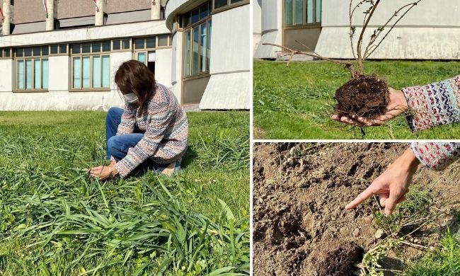 Strappati fiori e bulbi dallo stemma comunale, Ferretti: “Genitori, vigilate sui vostri figli”