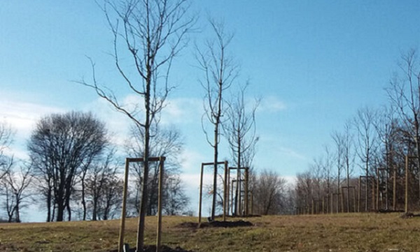 Forestami, a Gaggiano piantati 4.115 nuovi alberi e arbusti