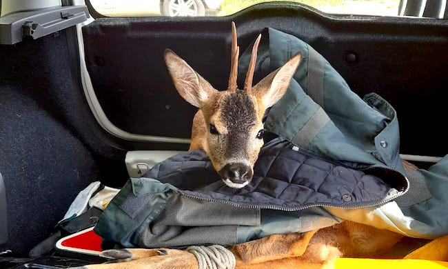 Capriolo cade nel Naviglio: salvato e liberato nel parco del Ticino
