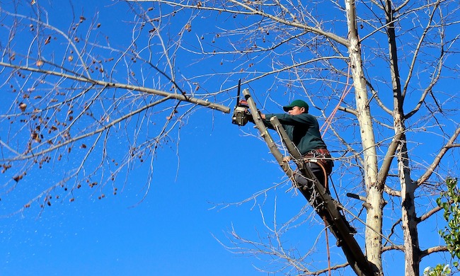 Tagliano degli alberi e distruggono i nidi, scatta la multa