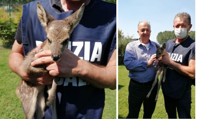 Cucciolo di capriolo smarrisce la mamma, salvato dagli agenti