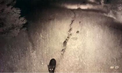L'impressionante video del branco di trenta cinghiali che invade un'azienda