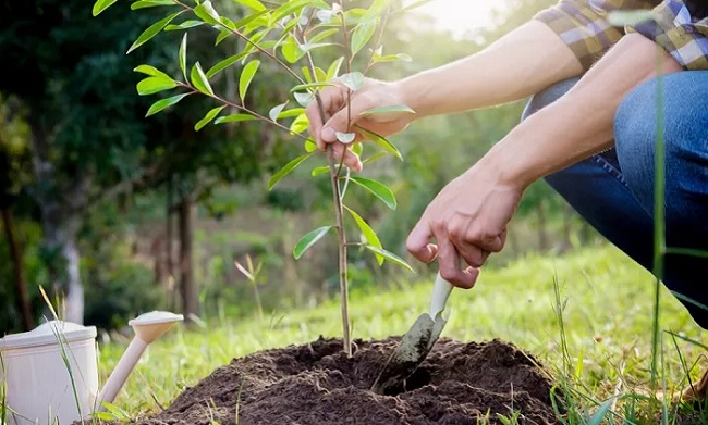 Mille nuovi alberi a Trezzano (piantati dagli studenti)