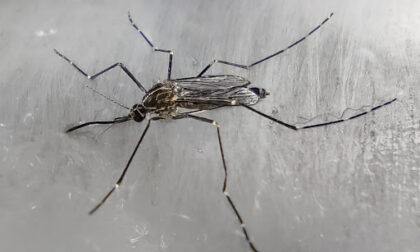 Confermato un caso di Chikungunya a San Donato: parte il piano anti-zanzare