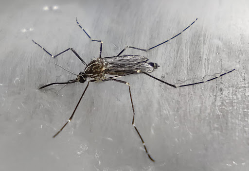 Confermato un caso di Chikungunya a San Donato: parte il piano anti-zanzare
