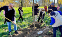 Un nuovo bosco a Rozzano con 250 alberi