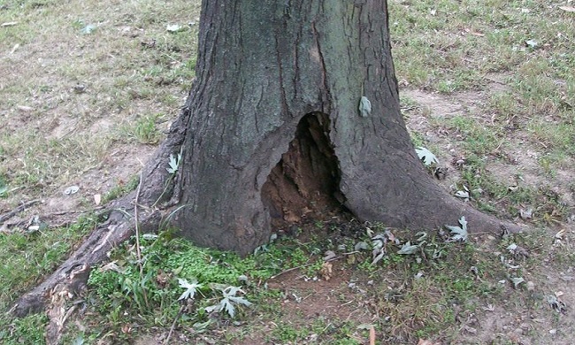 Undici alberi abbattuti a Trezzano: “Piante malate, intervento inevitabile”