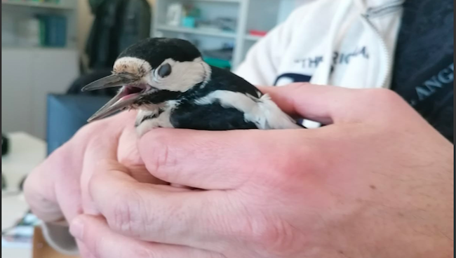Picchio Rosso Maggiore ferito finisce negli uffici del Comune di Corsico: salvato dai dipendenti