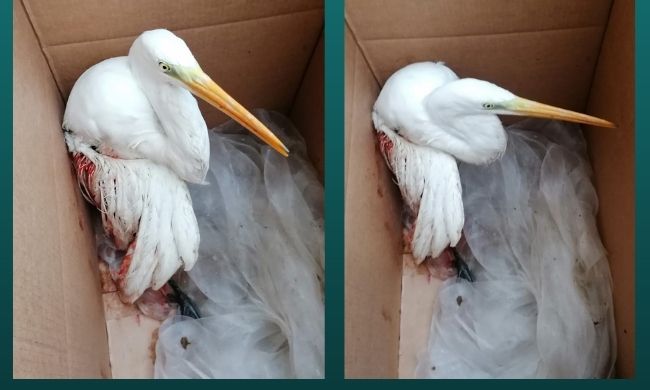 Airone ferito dallo sparo di un cacciatore, trovato in fin di vita da un passante in un canale a Lacchiarella