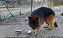 Pastore trovato in area cani a Buccinasco: proprietaria rintracciata dalla polizia locale