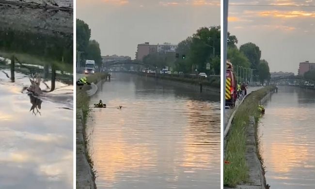 Capriolo caduto nel Naviglio, recuperato a Corsico e liberato a Magenta