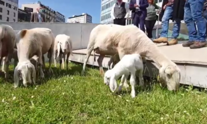 Cosa ci facevano pecore e agnellini di fronte al Pirellone