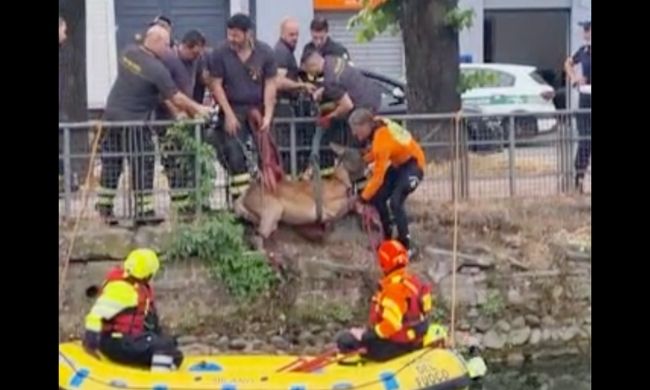 Capriolo cade nel Naviglio: il video del recupero a Corsico