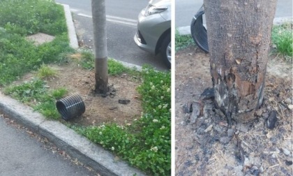 Vandalismi in via Di Vittorio: versato acido sul tronco di un albero