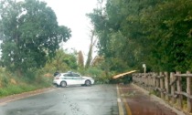 Raffiche di vento, alberi abbattuti a Buccinasco: ecco le strade bloccate