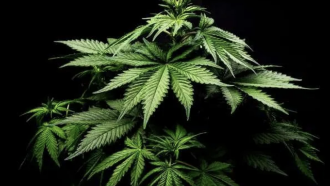 Cbweed Buccinasco | Prodotti ideali per il benessere fisico e mentale