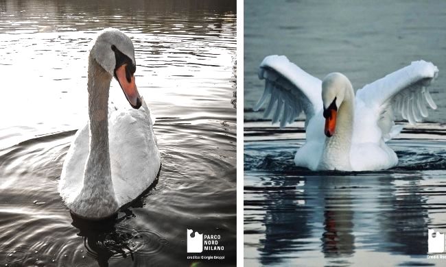 Ucciso barbaramente il cigno Brutus, era il re del Parco Nord
