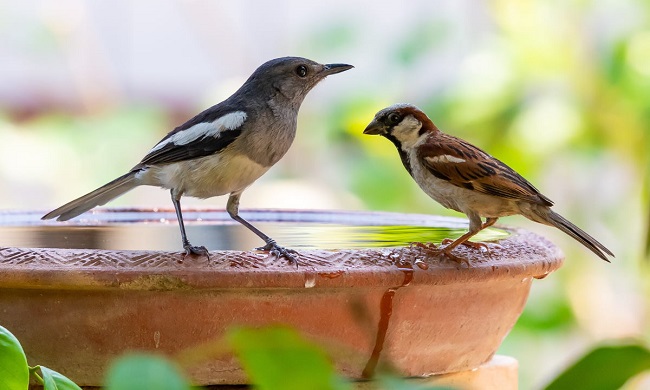 Perché si vedono ciotole d’acqua sui balconi a Milano e nell’hinterland?