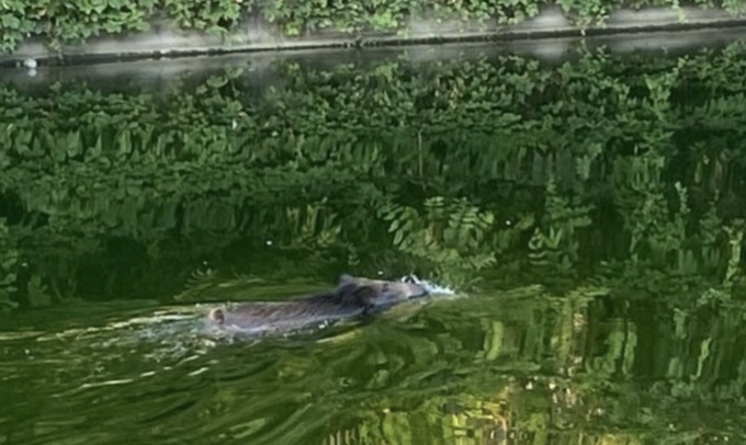Cinghiale nel Naviglio: le foto dell’animale a nuoto fino in Darsena