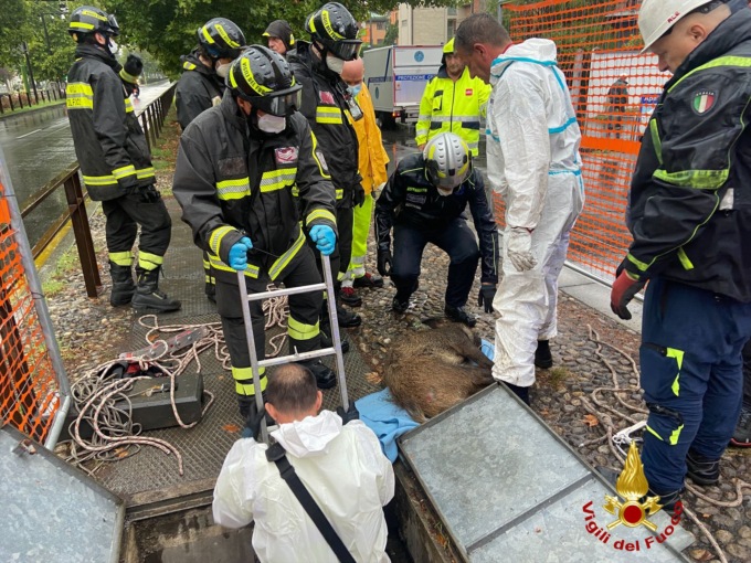Recuperato il cinghiale che vagava a Milano: bloccato e sedato