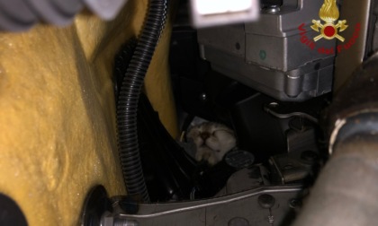 Zibido San Giacomo, i Vigili del Fuoco salvano gattino incastrato in un'auto