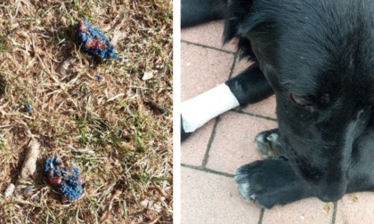 Polpette avvelenate lanciate nel giardino ad Assago: "Hanno ucciso il mio cane"