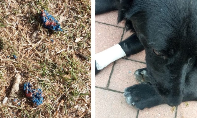 Polpette avvelenate lanciate nel giardino ad Assago: “Hanno ucciso il mio cane”