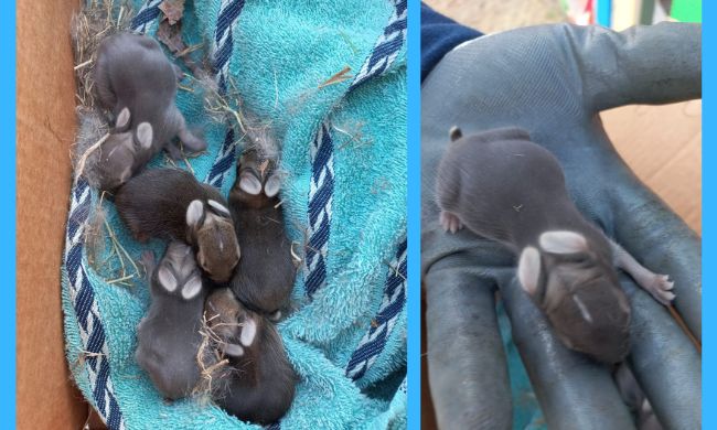 Cuccioli di mini lepre sotto lo scivolo del parco: recuperati e portati nel bosco Wwf