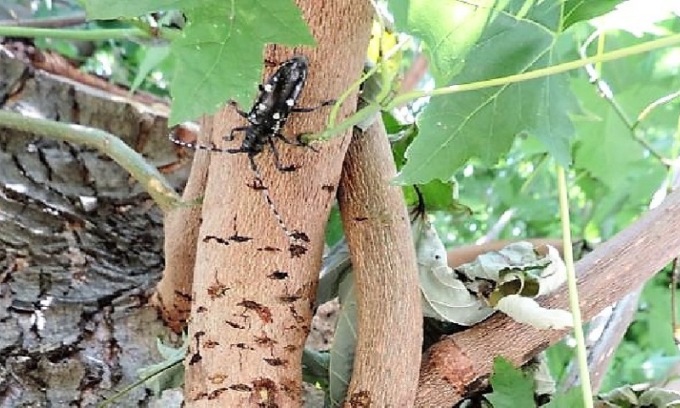 Tarlo asiatico, a Buccinasco saranno abbattute centinaia di piante e alberi