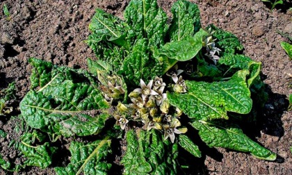 Contaminazione da mandragora, ritirato lotto di spinaci del Gigante