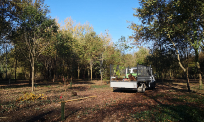 Buccinasco, Bosco di via Morandi: 120 nuovi alberi in sostituzione di quelli abbattuti