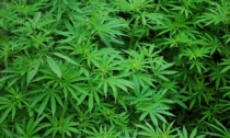 Coltiva piante di marijuana nel capannone a Pieve: 58enne denunciato dai carabinieri