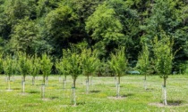 Più di mille nuovi alberi a Trezzano: nuove piantumazioni in via Boccaccio, al parco dei Sorrisi e in via Metastasio