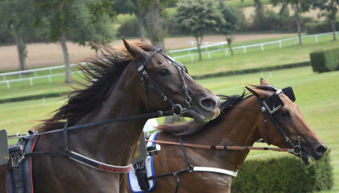 A Milano il simbolo della cultura equestre internazionale
