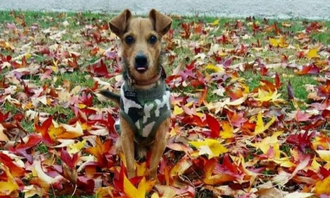 Il piccolo Simba ucciso da un cane che non era al guinzaglio, la padrona è scappata