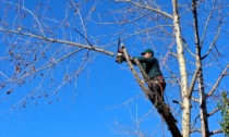Corsico censisce il verde pubblico: si comincia con un “lifting” per oltre 350 alberi