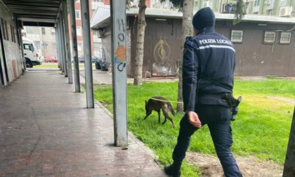 Il cane antidroga trova cocaina e hashish: operazione a Rozzano della polizia locale